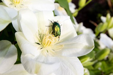 Rose chafer - Cetonia aurata
