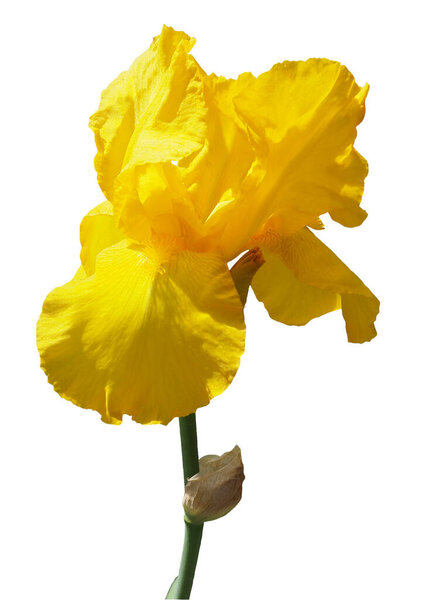 The blooming bud of a yellow iris flower, isolated on a white background.