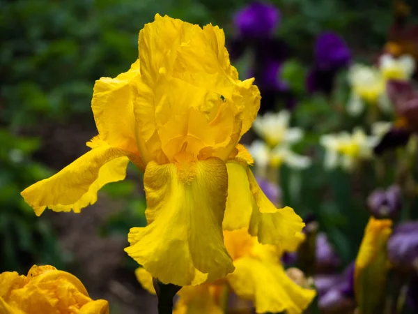 Красивый Желтый Бутон Радужки Фоне Размытого Цветочного Луга — стоковое фото