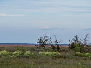 Önceki selden arta kalan kurumuş yapraksız ağaçlar. Doğal geçmiş, çevresel sorunlar.
