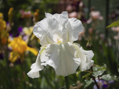 Bulanık bir çiçek çayırının arka planında çiçek açan narin beyaz süsen çiçeğinin yakın çekimi.