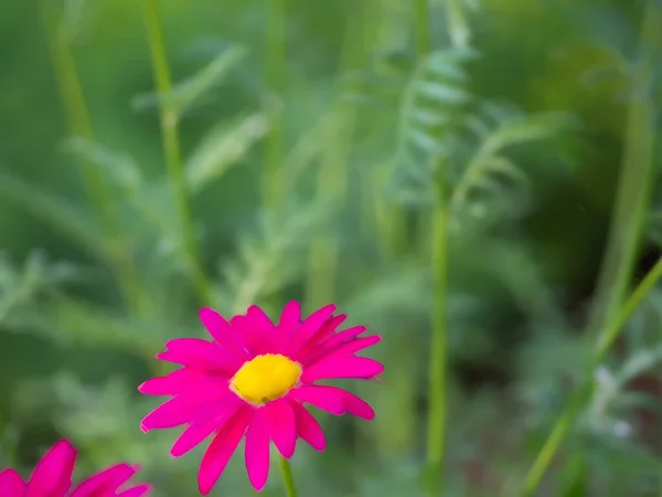 Natural background. Drawing of a pink daisy flower with a yellow center on a background of green grass.