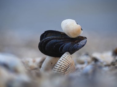 Bulanık bir arka planı olan kumlu bir sahilde farklı kabukların piramit deseni..