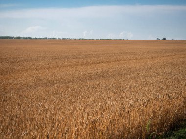 Altın buğday tarlası uzaklara uzanıyor ve mavi gökyüzüne karşı duruyor. Güzel doğal manzara, arka plan olarak kullanılabilir..