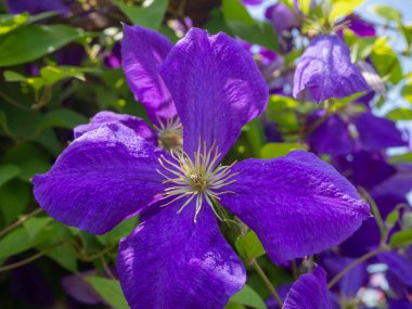 Doğal arka plan. Mavi bir klematis çiçeğinin yakın çekimi, diğer çiçekler ve yeşil yapraklar arka planda bulanıklaşır.