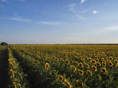 Mavi gökyüzü beyaz sirrus bulutlarıyla çiçeklerin açtığı sarı-yeşil bir tarlada.
