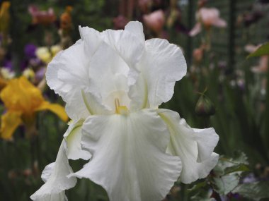 Beyaz irislerin narin taç yapraklarına yakın plan, çok renkli arka plan bulanıklaşmış..