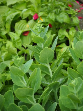 Baharda genç bahçe bitkilerinin sulu yeşil yapraklarının yakın çekimi. Güzel doğa arkaplanı.