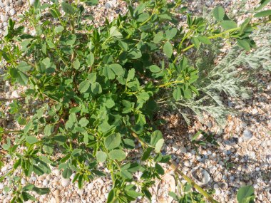 Kabuklar ve kumlar üzerinde büyüyen yeşil bir ot çalısı..
