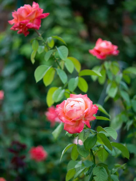 Rosier Rose Dans Jardin Lumière Coucher Soleil Fond Floral Concentration — Photo