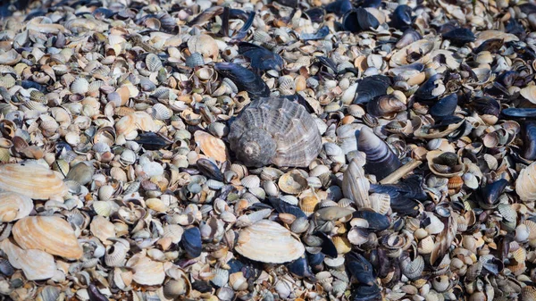 Dicke Schicht Kokina Meeresufer Fragment Eines Muschelstrandes Hintergrund Für Den — Stockfoto