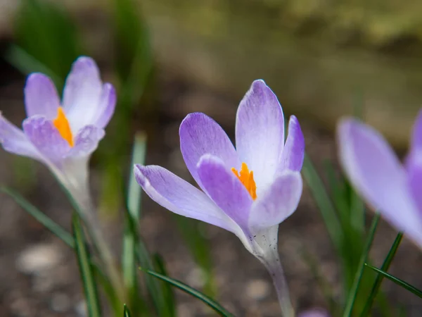 Close Imagem Bonito Pequena Primavera Florescendo Roxo Flores Croco — Fotografia de Stock