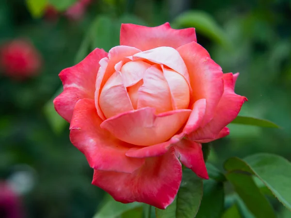 花园里长着一朵盛开的奶油粉红玫瑰花蕾 各种需要的自然背景 — 图库照片