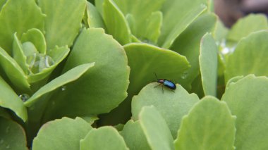 Bahar geldi. Genç Sulu Yeşil Yapraklar ve Güzel Küçük Böcek. Doğal Arkaplan