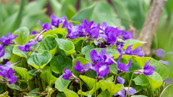 Purple Flowers Spring Green Lawn Sun — Stock Photo, Image