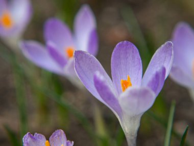 Bulanık çiçekler ve yeşillik arka planında leylak çiçeği. Hazır kartpostal veya duvar kağıdı.