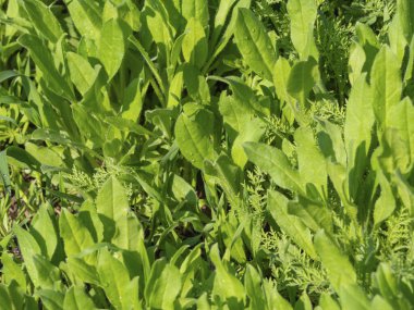 Doğal doku arka planı. Güneşte yağmur damlaları olan taze, sulu yapraklar. Bahar tebrik kartı..
