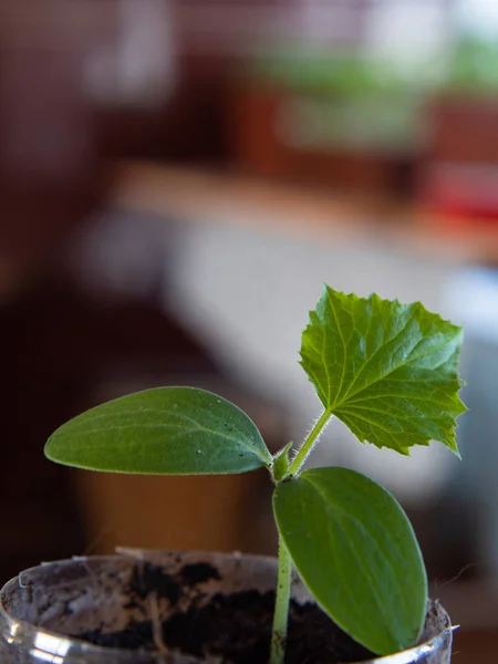 Pequeño Brote Pepino Verde Crece Del Suelo Una Olla Habitación — Foto de Stock