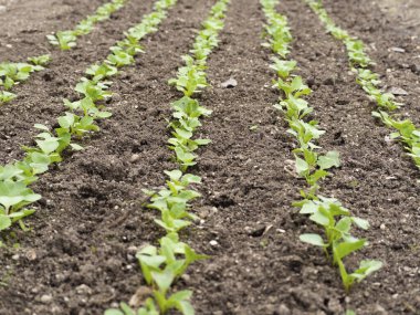 Açık zeminde küçük turp filizleri. Kara toprak ve yeşil çizgiler. Bitki filizleniyor. Tarım ya da bahçıvanlık konuları. Doğal, çevre dostu gıda ürünleri..