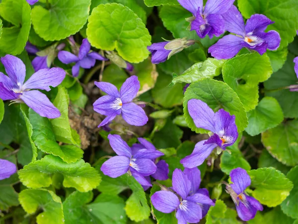 春花背景 甜紫罗兰 阳光灿烂的日子里 蓝紫色的小花被绿叶环绕着 尽收眼底 — 图库照片