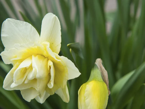 Крупный План Белого Цветка Терри Нарцисса Нежный Бело Жёлтый Бутон — стоковое фото