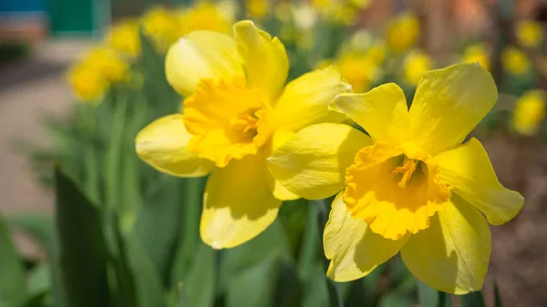Close Dari Tunas Bunga Narcissus Kuning Terang Diterangi Oleh Sinar Stok Lukisan  