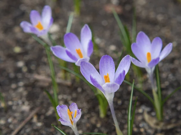 Нежные Фиолетовые Крокусы Макрофотографии Весенних Цветов Красивые Маленькие Первоцветы Ранние — стоковое фото