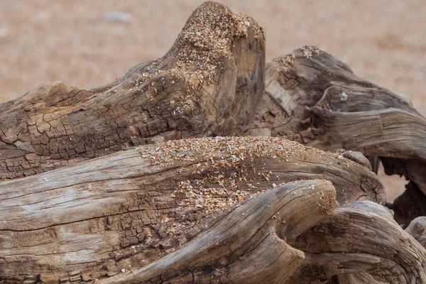 Albero Marrone Chiaro Con Tracce Distruzione Erosione Lavato Sulla Spiaggia — Foto Stock
