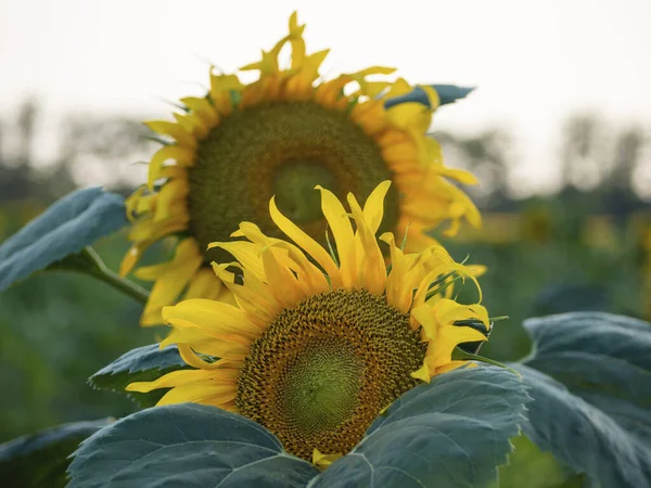 Sommerlandschaft Nahaufnahme Einer Gelben Sonnenblume Schönheit Auf Dem Feld — Stockfoto