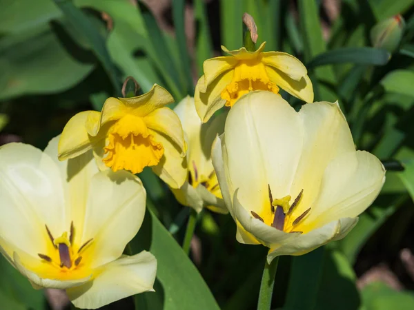 Бледно Желтые Тюльпаны Ярко Желтые Нарциссы Весеннем Саду Крупным Планом — стоковое фото