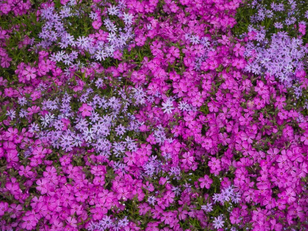 Pandangan Close Dari Atas Karpet Bunga Merah Muda Dan Ungu Stok Gambar