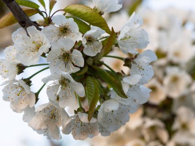 Güneşin doğuşunda çiçek açan bir ağaç dalı. Yeşil yapraklı güzel beyaz kiraz çiçeklerinin yakın çekimi. Arkaplan metin için boşluk ile bulanıklaştırılmış.