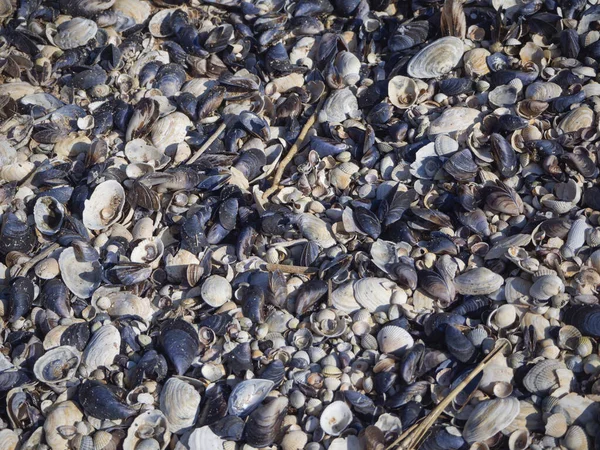 Texturierter Hintergrund Von Muscheln Von Oben Der Meeresstrand Ist Mit — Stockfoto