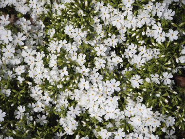 Beyaz phlox çiçeklerinden oluşan yemyeşil bir halı. Bahar doğal arka plan. Yeşil manzaralı bir sürü küçük beyaz çiçek. Taç yapraklarına yakın çekim. (merkez odak)