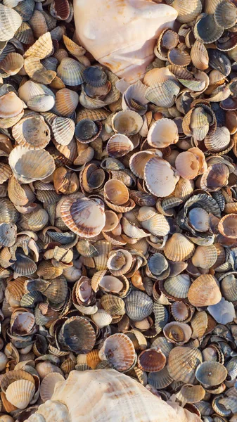 Sommer Natürliche Textur Hintergrund Eine Vielzahl Von Muscheln Den Strahlen — Stockfoto