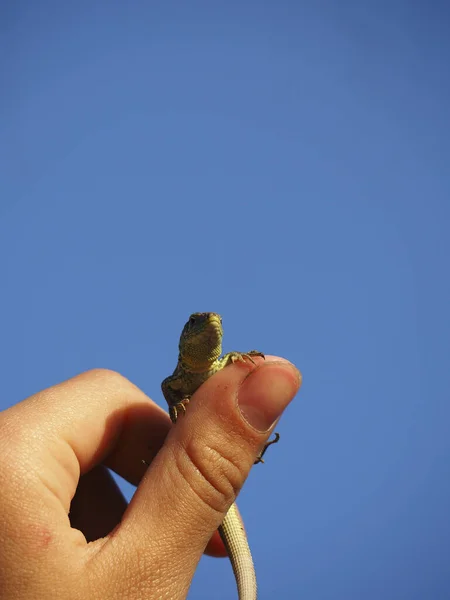 도마뱀 손가락으로 하늘을 있습니다 당신의 편의를 빈자리 — 스톡 사진