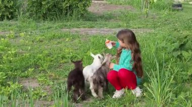 Şirin bir kız renkli keçileri sütle besler..