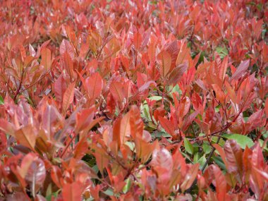 Kırmızı ve yeşil yaprakların doğal arka planı. Genç kırmızı-turuncu yapraklı çalılar..
