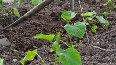 Bahçıvan salatalık tarlasında çalışmak için çapa kullanır. Genç bitkilerin sıraları, ve onların arasında toprak bir el aleti ile gevşetir.