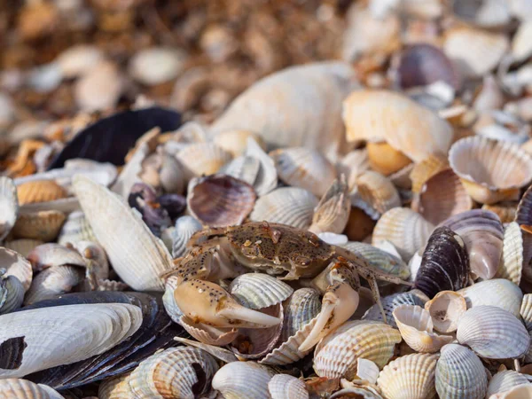 Europäische Landkrabbe Auf Muscheln Eine Kleine Krabbe Strand Meer — Stockfoto