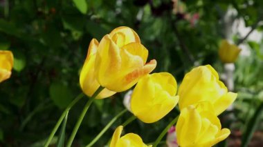 Sarı laleler rüzgarda sallanıyor. Lale tomurcuklarına yakın çekim. Bahçede güzel bahar çiçekleri.