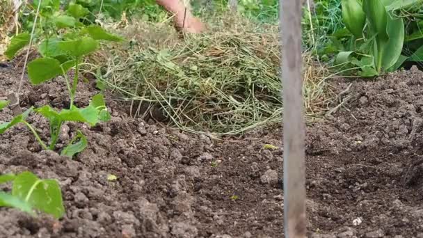 Farmer Mulches Bed Cucumbers Dry Grass Mulching Material Placed Rows — Stock Video