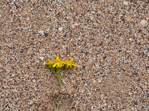 Vista Dall Alto Fiore Giallo Sdraiato Sulla Sabbia Shell — Foto Stock