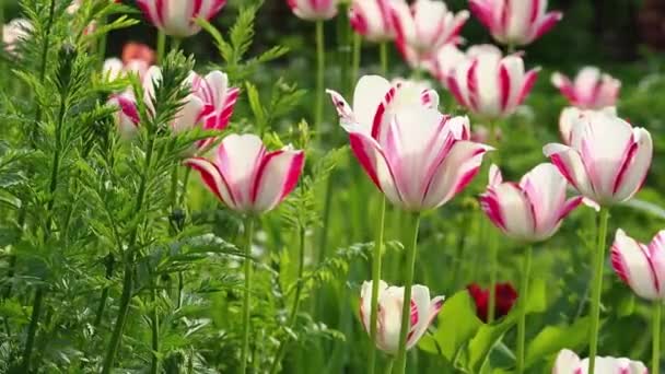분홍색 경계와 튤립의 부드럽게 바람에 나부끼는 공원에 꽃밭이나 햇빛을 풀에둘러 — 비디오