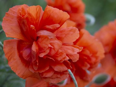 Close-up of a double flower of a garden red poppy, blooming against a background of blurred poppy flowers. Beautiful Natural background.