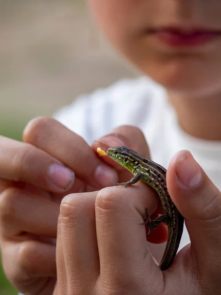 Girl Feeds Small Lizard Her Arms Animal Care — Fotografia de Stock