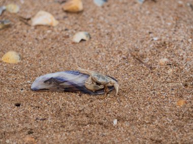 Kumlu, güneşli bir sahilde deniz kabuğunda bir yengeç yatıyor. Metin için yer aç. Tasarım veya arkaplan için deniz şablonu.