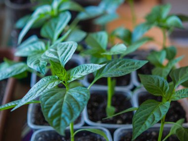 Biber tohumları. Bahar ekimi. Pencere kenarındaki kutularda yetişen tohumlardan biber filizleri. Güneşte fidelerin görülmesi alışılmadık bir durum..