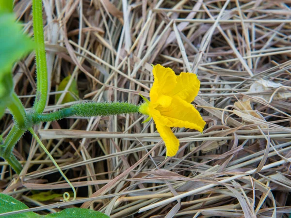 黄色のキュウリの花 接近中だ 緑のキュウリの果物 健康的なキュウリ卵巣の概念 若いキュウリの植物 小さな果実の卵巣を持つ花を閉じます 選択的焦点 — ストック写真