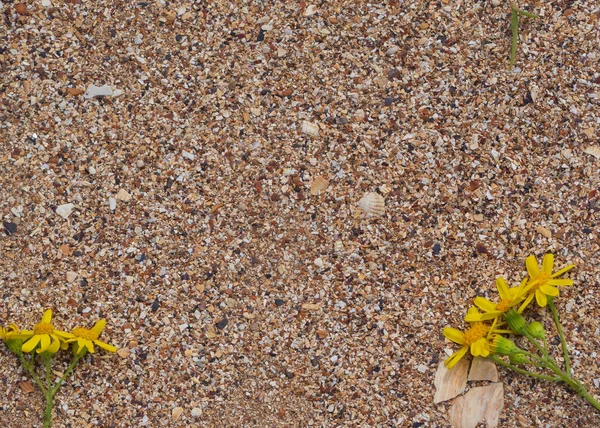 해변에서 꽃꽂이하는 꽃들이 조개의 놓여져 레이아웃 위에서 — 스톡 사진